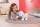 Игрушка Baby Annabell Овечка функциональная, Арт. 793-770 - Интернет-магазин детских товаров Зайка моя Екатеринбург