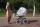 Классическая коляска Nastella Luxe New  3 в 1 - Интернет-магазин детских товаров Зайка моя Екатеринбург